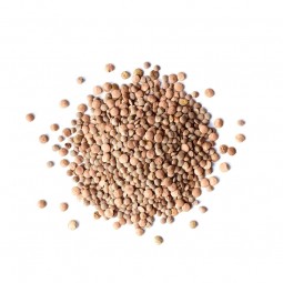 Lentil Brown