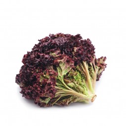 Lettuce Red