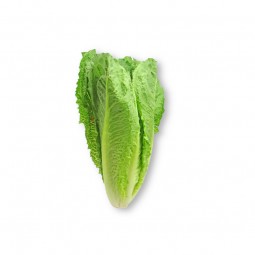 Lettuce Romaine