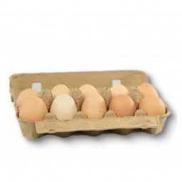 Eggs Regular