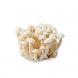 Mushroom Shimeji White (100gr)