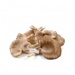 Mushroom Oyster