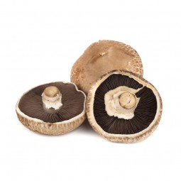Mushroom Portabella