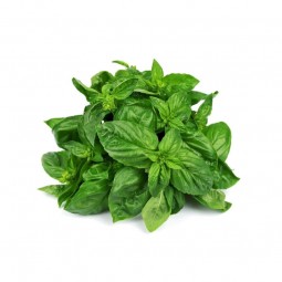 Basil (100gr)
