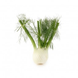 Fennel