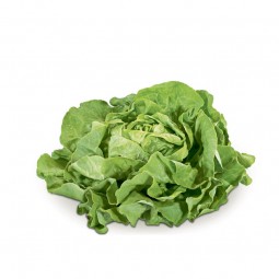 Butter Head Lettuce