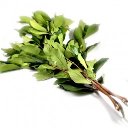 Bay Leaf (1bunch)