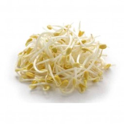 Mung Been Sprout (100gr)
